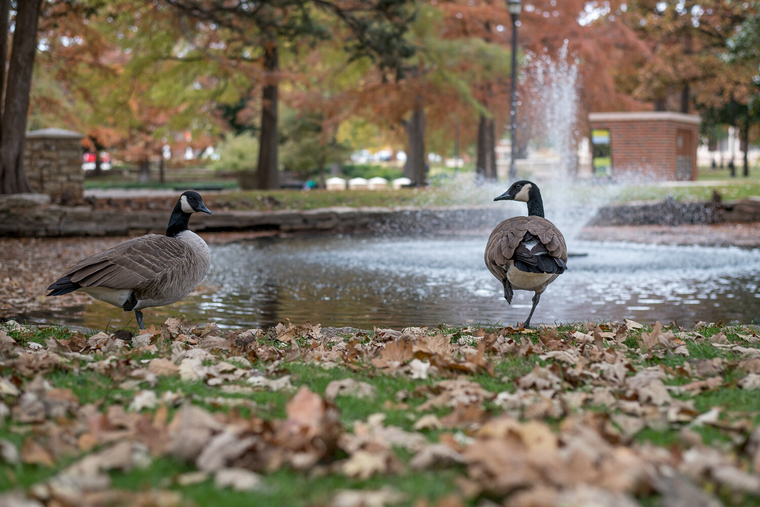 Lightroom Object Selection, two geese near a pond.