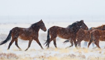 How to Make your Winter Images Pop with Luminar